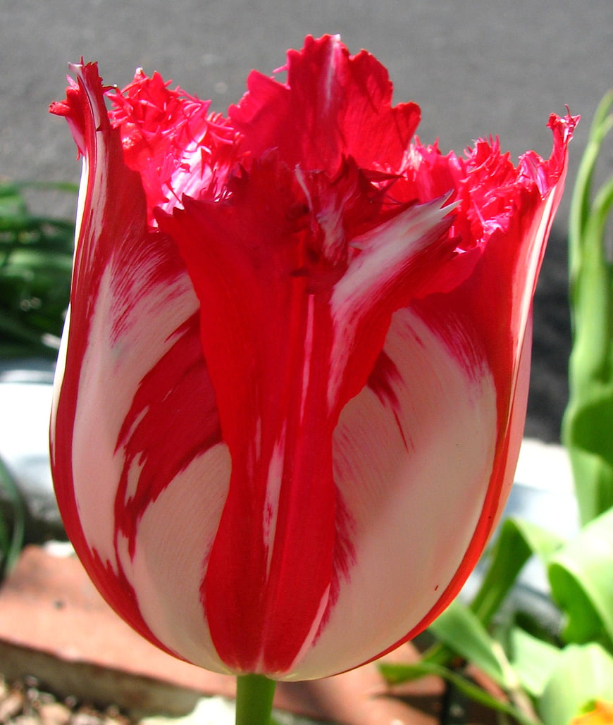 Close-up of Red and White Fringed Rembrandt Tulip