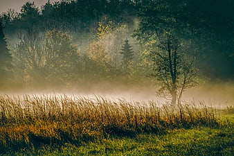 Misty Autumn Forest Landscape With Golden Morning Light