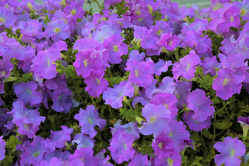 Vibrant Purple Petunia Flowers in Full Bloom