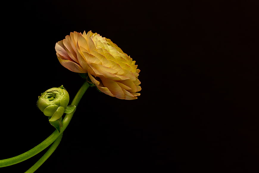 Yellow Ranunculus Flower and Bud on Black Background