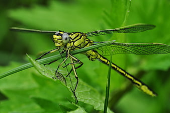 Close-up of Green and Black Dragonfly on Grass