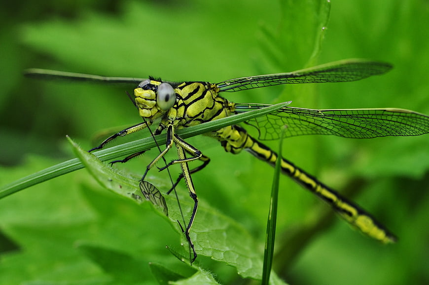 Close-up of Green and Black Dragonfly on Grass