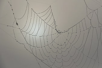 Spider Web with Dew Drops on Gray Background