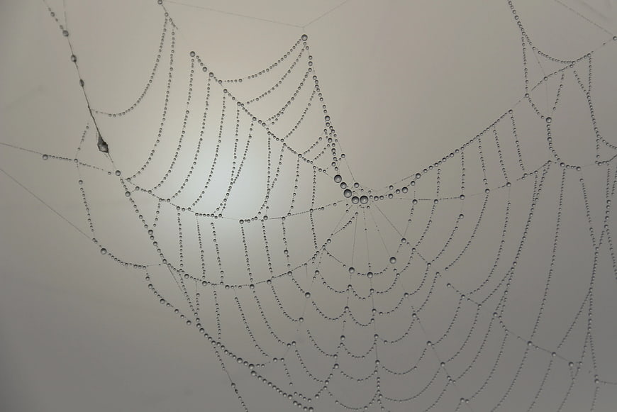 Spider Web with Dew Drops on Gray Background