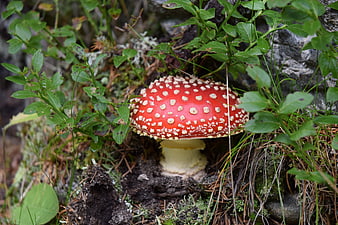 Red Fly Agaric Mushroom in Forest Undergrowth