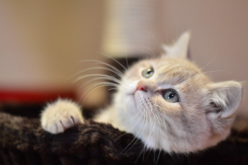 Cute Cream Tabby Kitten Lying on Dark Blanket