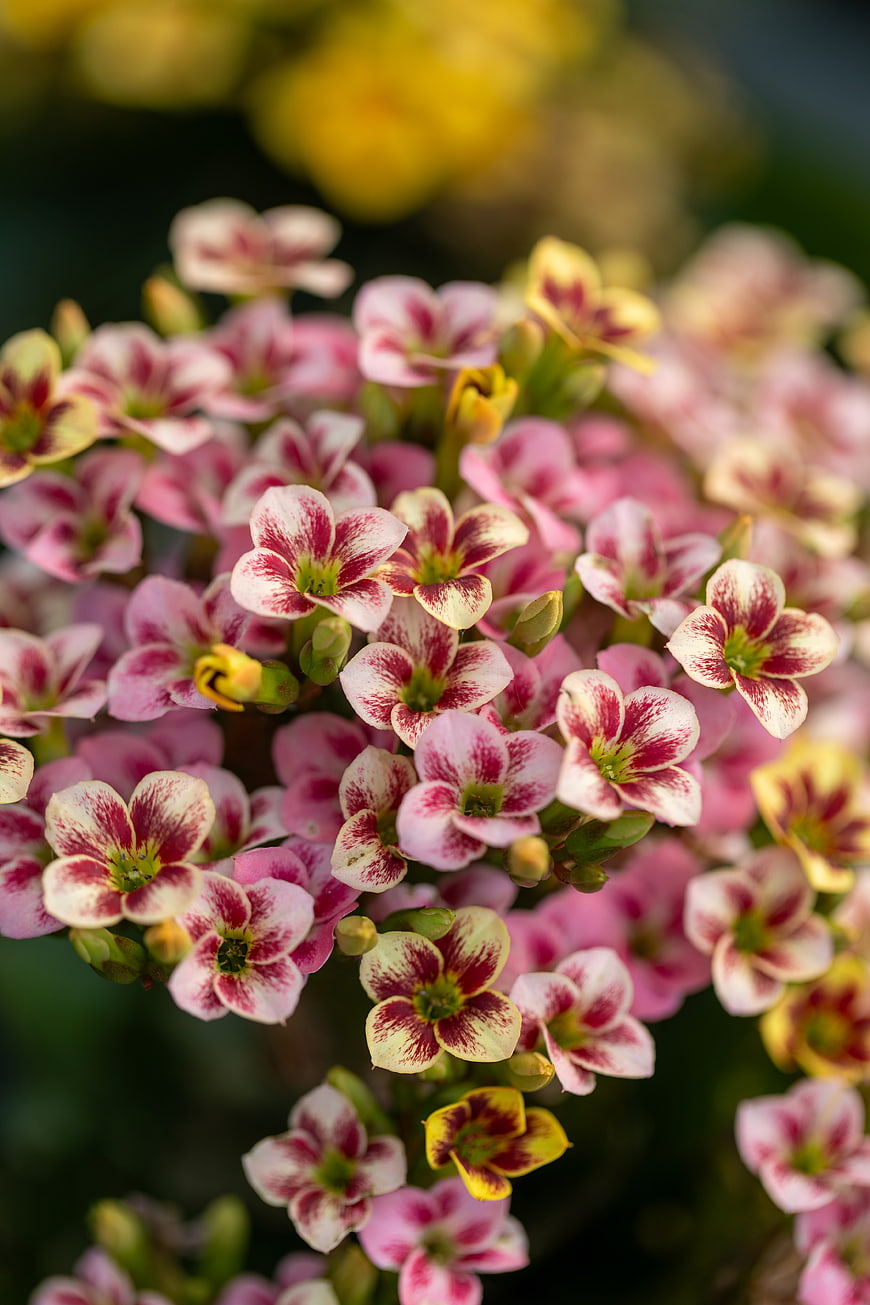 Close-up of pink and white speckled flowers with yellow accents