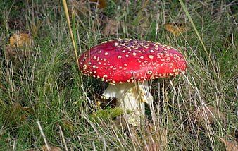 Red Fly Agaric Mushroom in Green Grass