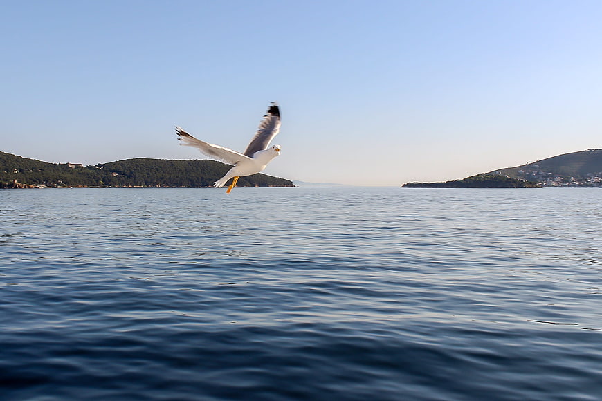 Seagull Flying Low Over Blue Ocean Water