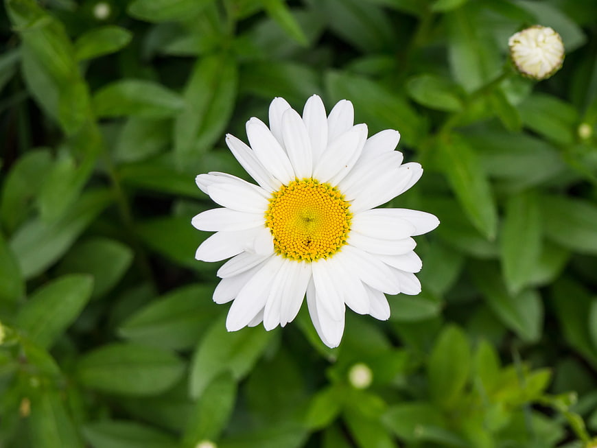 Close-up of a white daisy with yellow center in green foliage