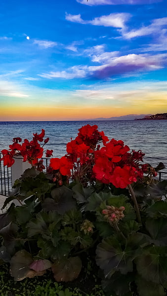 Red Geraniums Blooming Against a Sunset Sea View