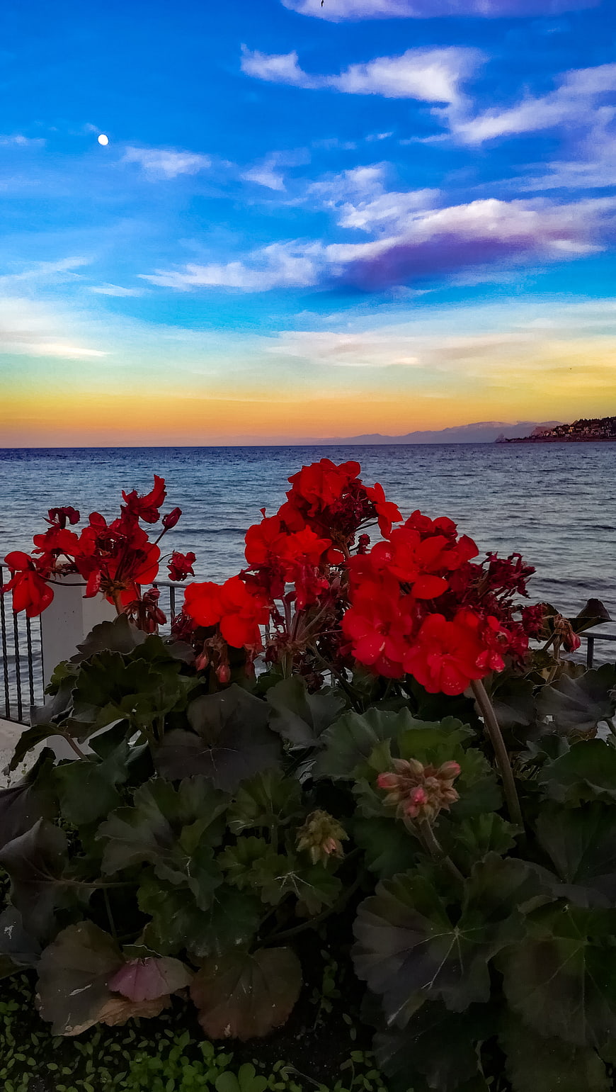 Red Geraniums Blooming Against a Sunset Sea View