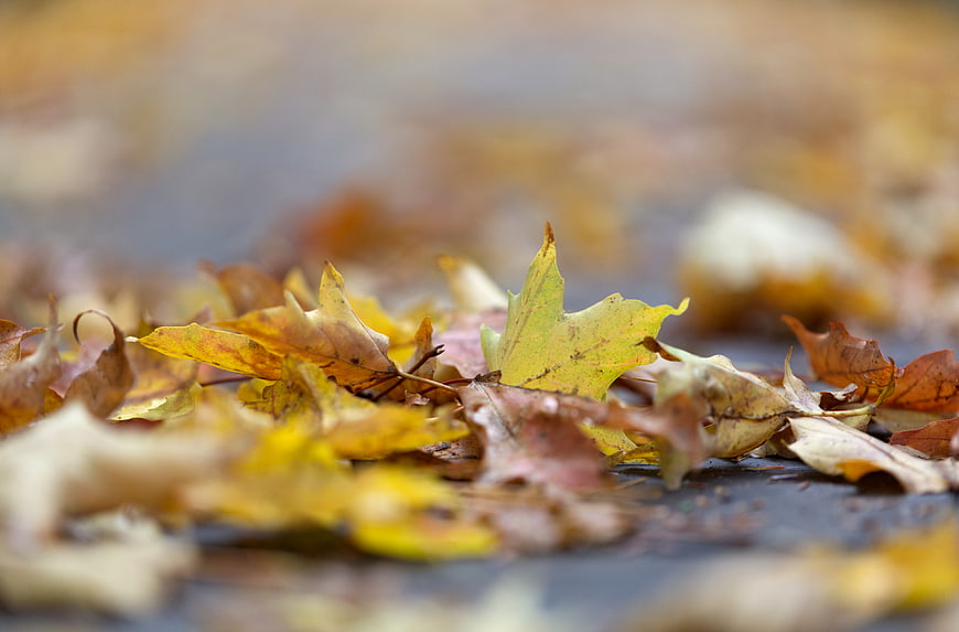 Close-up of wet autumn maple leaves on pavement