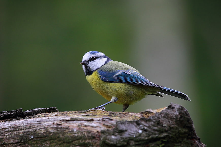 Blue Tit Bird Perched on a Log in Nature