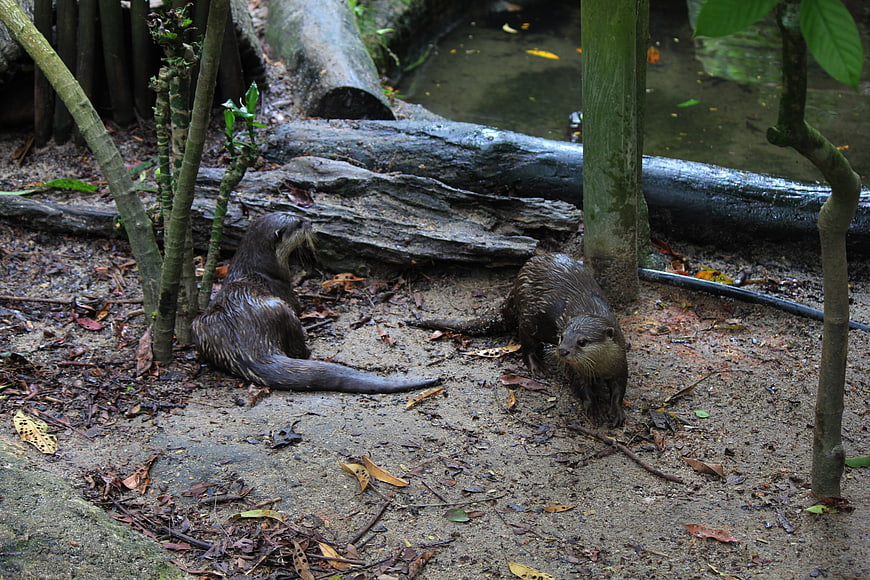 Two Asian Small-Clawed Otters in Naturalistic Habitat