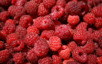 Close-up of Fresh Ripe Red Raspberries