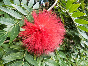 Vibrant Red Bottlebrush Flower Close-Up