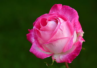 Close-up of a Pink and White Rose on Green Background