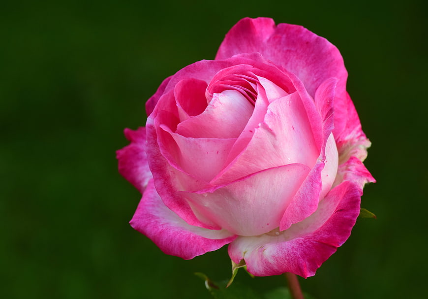 Close-up of a Pink and White Rose on Green Background