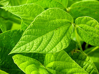 Close-up of vibrant green leaves with detailed texture