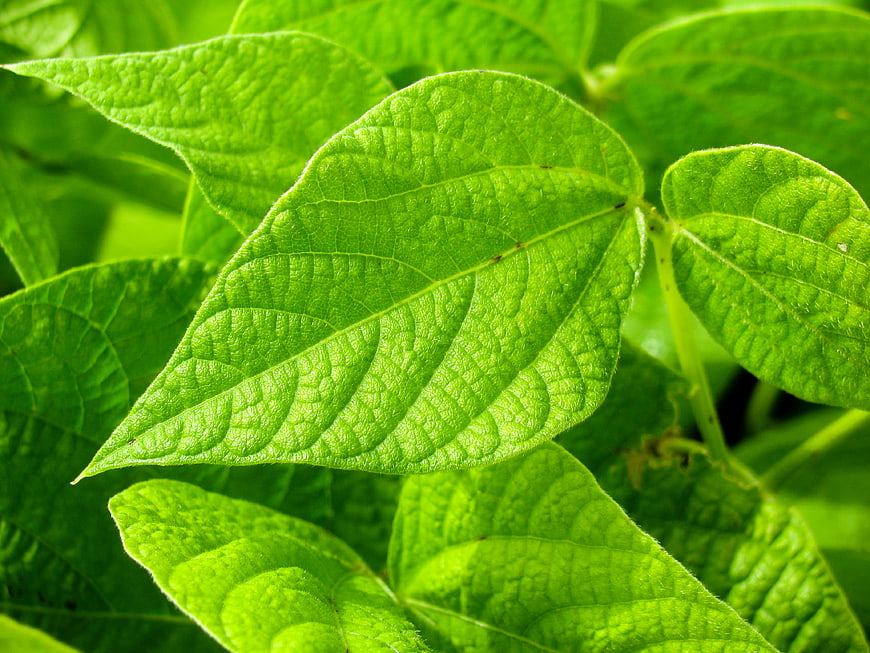 Close-up of vibrant green leaves with detailed texture