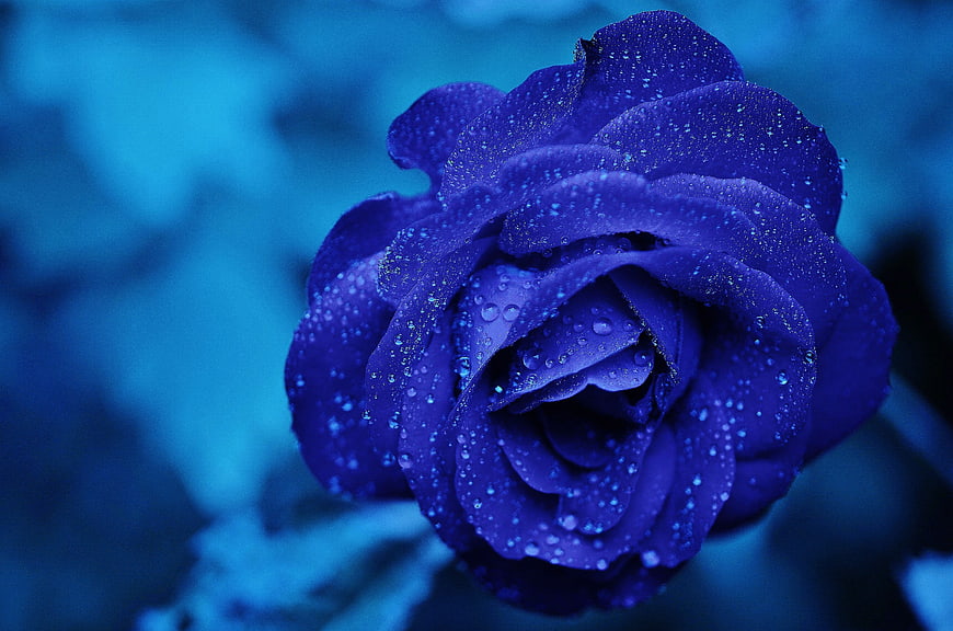 Close-up of a Blue Rose with Dewdrops