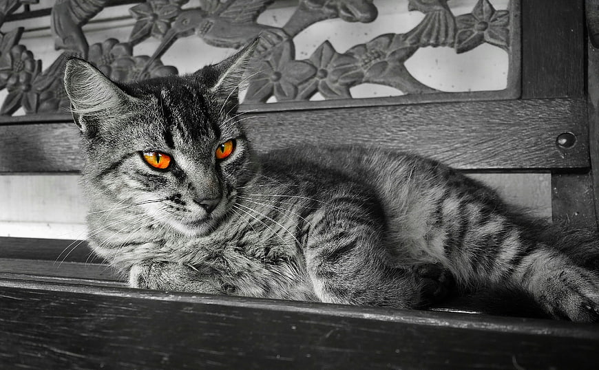 Tabby Cat with Glowing Orange Eyes on Wooden Bench