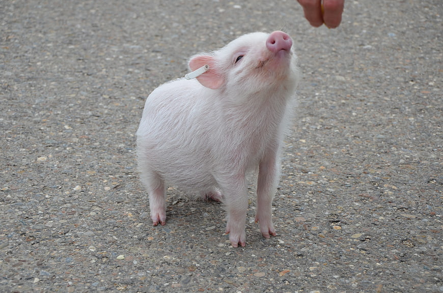 Cute White Piglet Looking Up At Hand On Gravel Ground