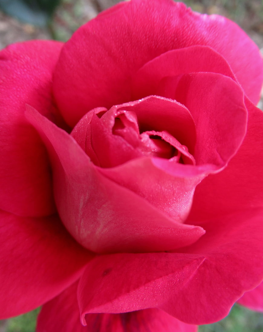 Close-up of vibrant red rose with dew drops