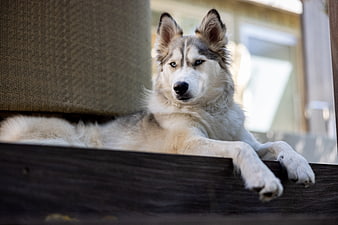 Relaxed Siberian Husky Lying on Wooden Deck