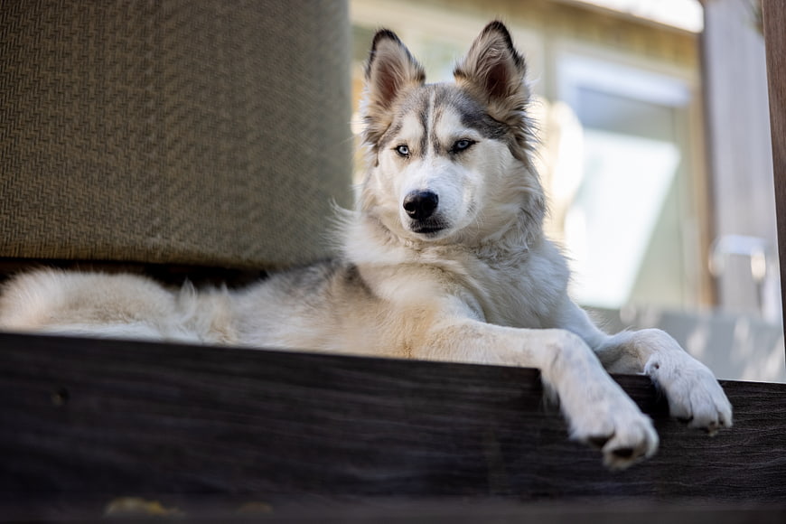 Relaxed Siberian Husky Lying on Wooden Deck