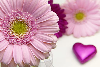 Pink Gerbera Daisies With Purple Heart On White Background