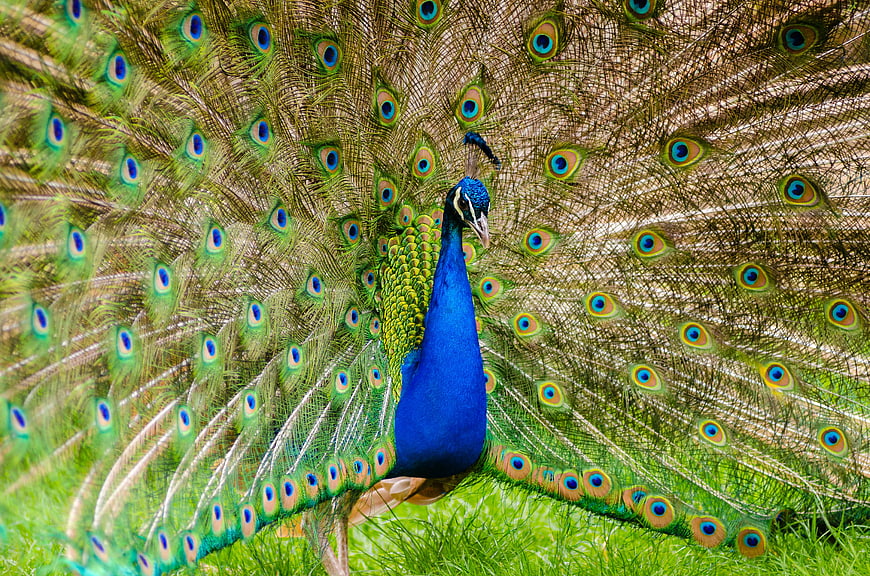 Male Peacock Displaying Vibrant Tail Feathers on Grass