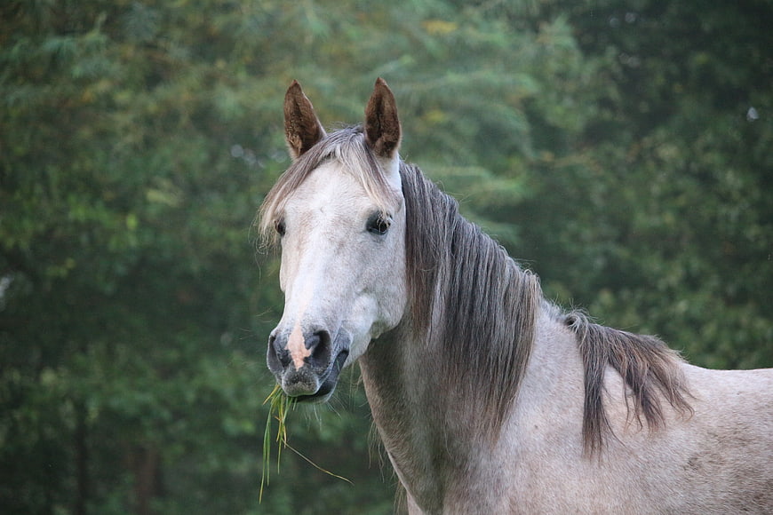 Gray Horse Grazing On Green Grass In Pasture