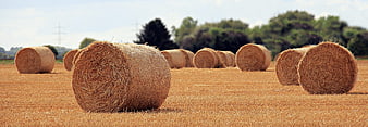 Round Hay Bales in Golden Harvested Field