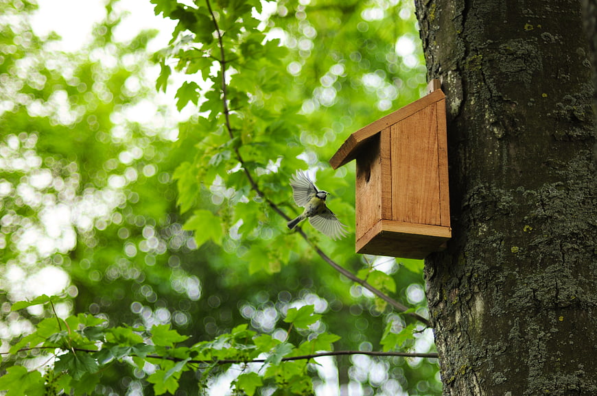 Great Tit Flying Towards Wooden Birdhouse in Green Forest
