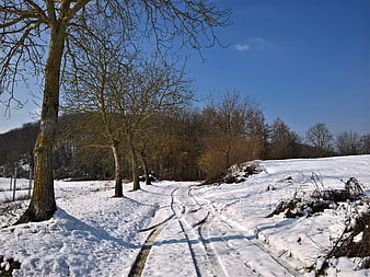 Snowy Winter Path with Bare Trees and Blue Sky