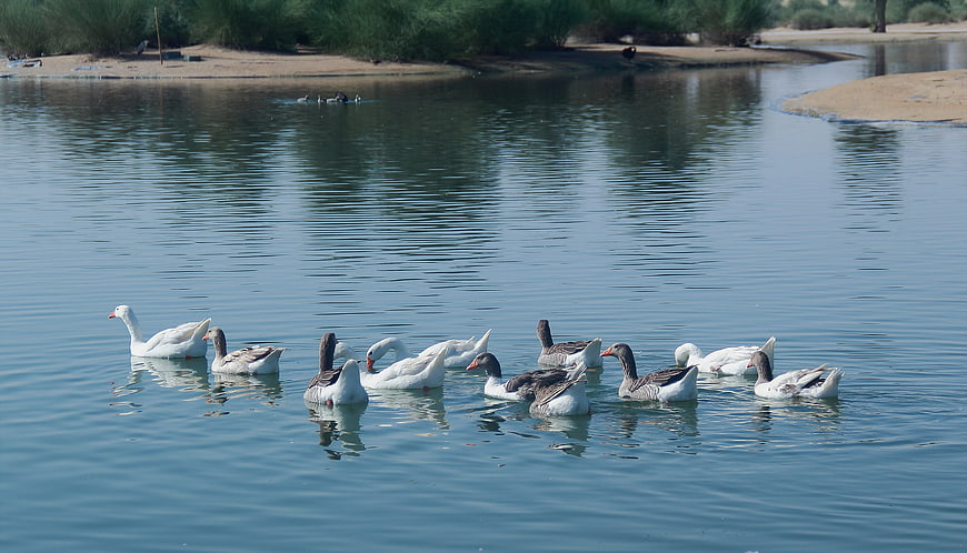 Flock of Geese Swimming in Calm Lake Water