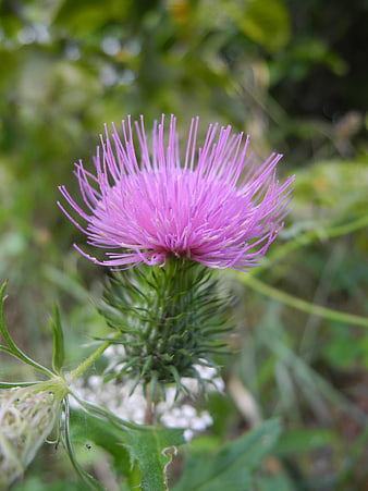 Close-up of a vibrant pink thistle flower in nature