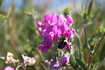 Bumblebee Pollinating Pink Wildflowers in Natural Setting
