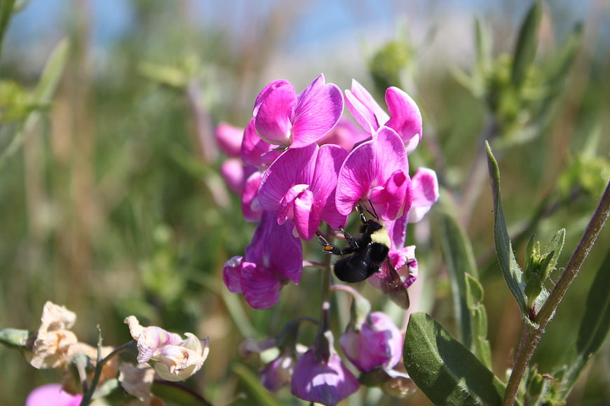 Bumblebee Pollinating Pink Wildflowers in Natural Setting