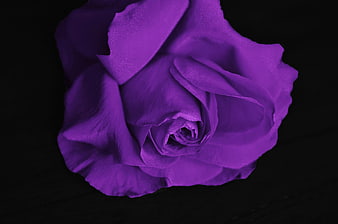 Vibrant purple rose macro on black background