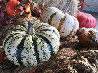 Decorative Gourds and Pumpkins on Hay for Autumn Harvest