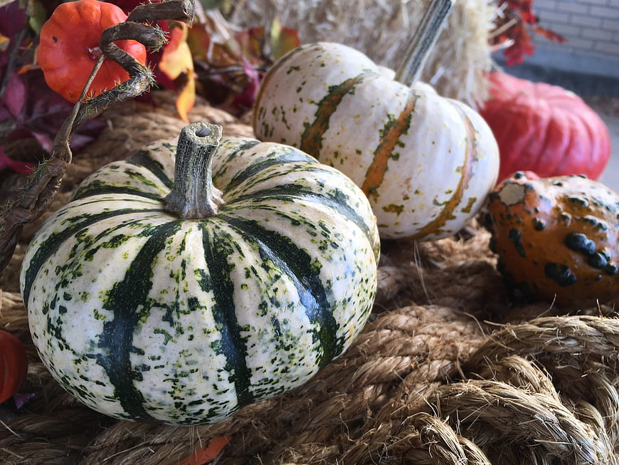 Decorative Gourds and Pumpkins on Hay for Autumn Harvest