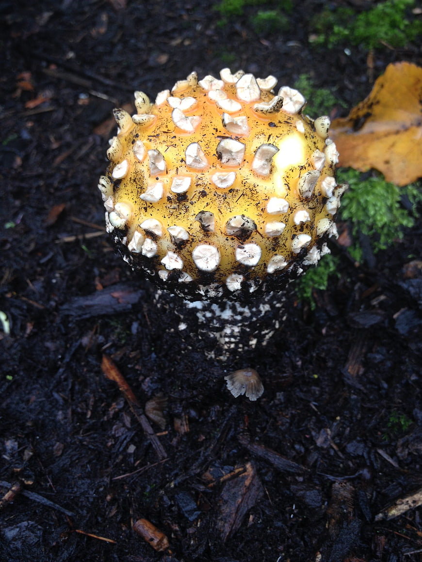 Close-up of yellow mushroom with white warts in forest soil