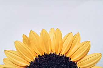 Close-up of a yellow sunflower on a white background