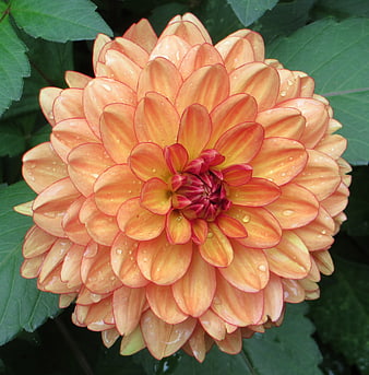 Close-up of vibrant orange dahlia with water droplets