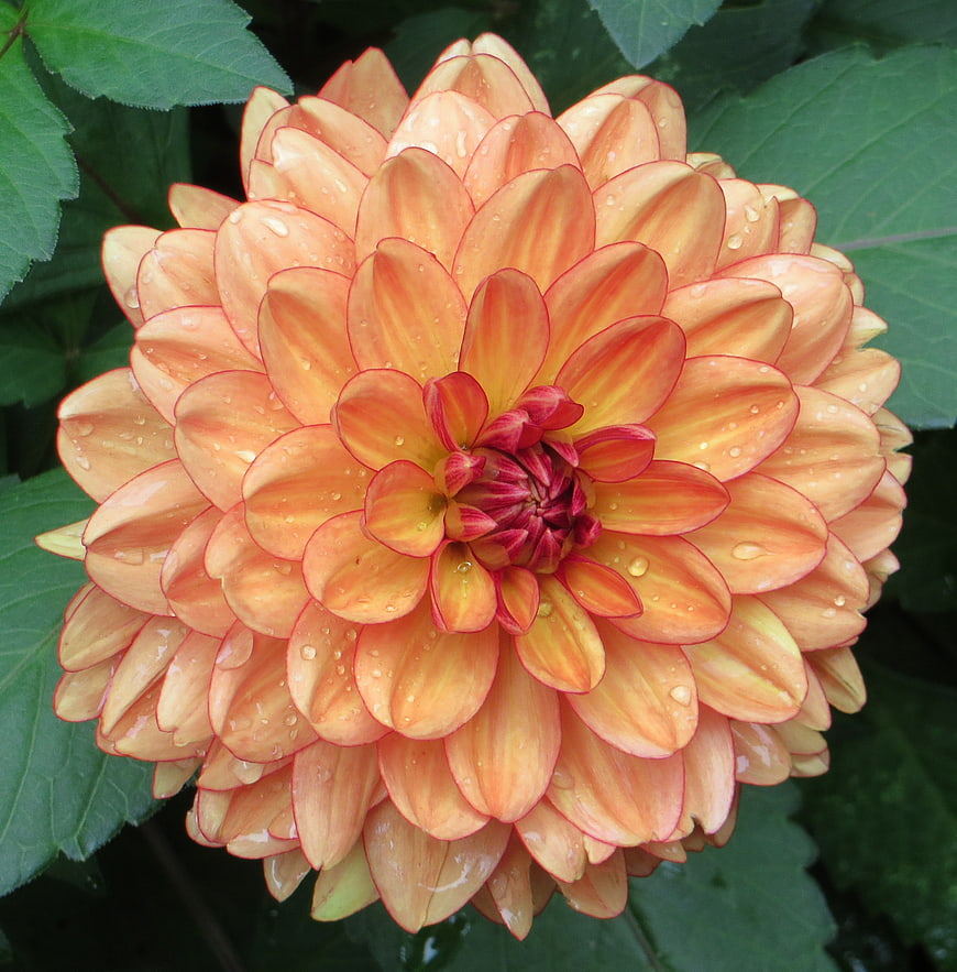 Close-up of vibrant orange dahlia with water droplets