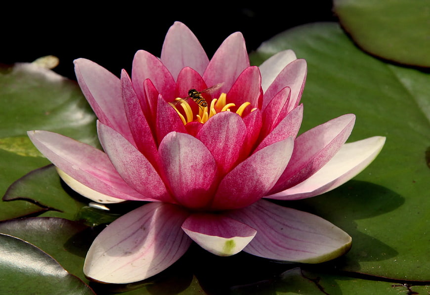 Pink Water Lily with Bee on Lily Pad