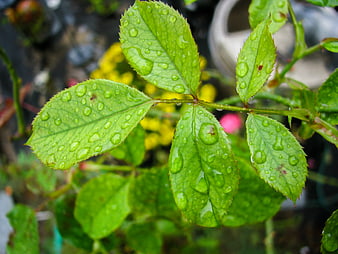 Close-up of Green Leaves with Raindrops